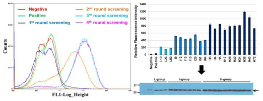 Synthetic promoter의 FACS Screening 및 선별한 각각의 클론에 대해 FACS를 통한 GFP 형광 분석 그리고 Western blotting을 통한 발현양 분석