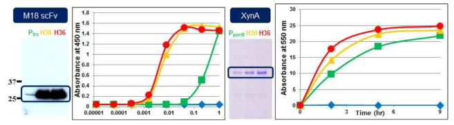 발굴한 Synthetic promoter의 항체 단편 (M18 scFv)과 자일라나아제 (XynA) 효소 분비 생산에 대한 응용