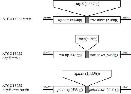 trpE, csm, pobA의 deletion의 모식도