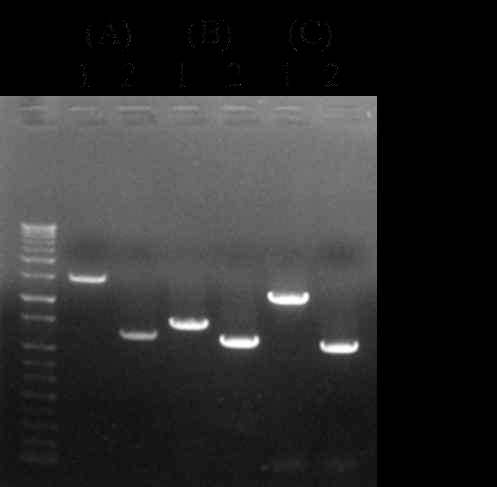PCR을 이용한 knock-out의 확인