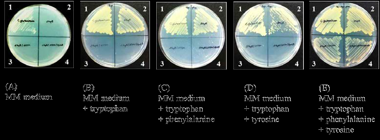 trpE, csm, pobA의 deletion 된 생산균주의 다양한 아미노산에서의 성장