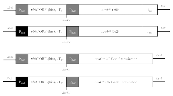 삽입할 유전자 aroF, aroG, ubiC의 co-expression vector 모식도