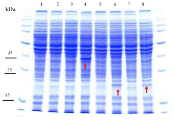 SDS-PAGE를 이용한 생산균주의 단백질 발현 분석