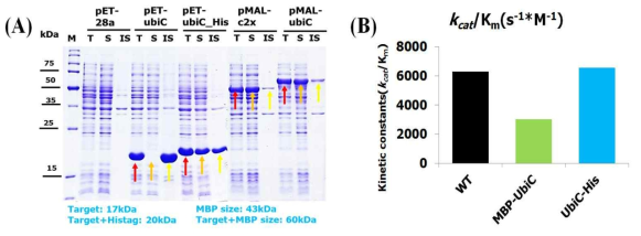 Fusion peptide에 의한 ubiC의 soluble form으로의 발현(A), fusion peptide가 결합된 ubiC의 활성측정(B).