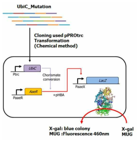 UbiC의 분자진화적 개량을 위한 HTS system의 구축 모식도