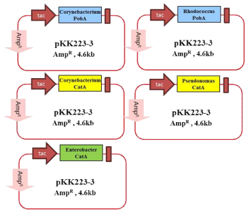 1차로 선별된 PobA, AroY, CatA 효소들의 pKK223-3 vector에 클로닝