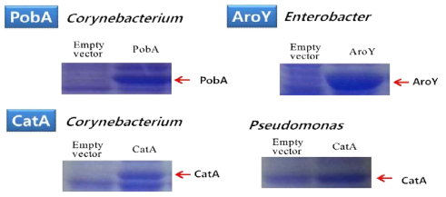 1차로 선별된 PobA, AroY, CatA 효소를 삽입한 것과 삽입하지 않는 pKK223-3를 대장균에 형질전환하여 SDS-PAGE 전기영동으로 비교