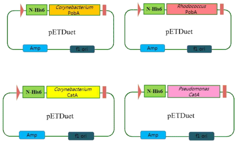 정제한 효소로 반응성을 측정하기 위해 진행된 His-taq인 퓨전된 pETD 벡터에의 클로닝