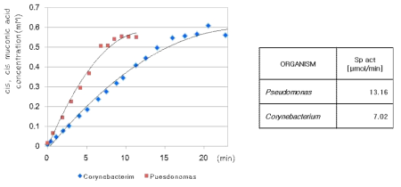 효소 반응 시 시간에 따라 생성되는 뮤콘산의 농도를 측정하여 나타낸 CatA의 반응성