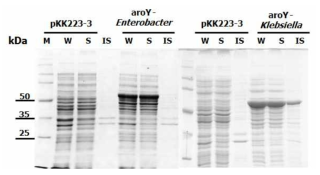 Enterobacter cloacae(ATCC13047), Klebsiella pneumoniae(KCTC 2242)의 AroY 발현