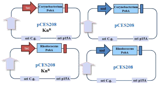 Corynebacterium에서 pCES208벡터에 sod 프로모터와 tac 프로모터를 활용하여 PobA를 발현하기 위한 클로닝