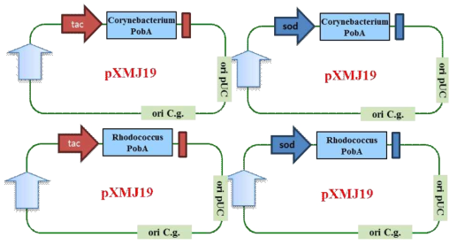 Corynebacterium에서 pXMJ19 벡터에 sod 프로모터와 tac 프로모터를 활용하여 PobA를 발현하기 위한 클로닝