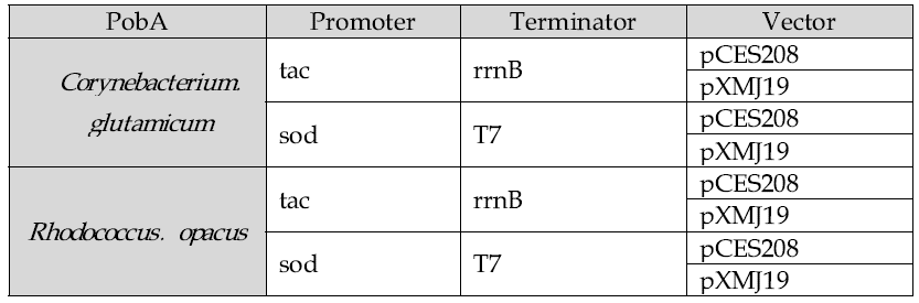 Corynebacterium에서 pXMJ19 벡터와 pCES208벡터에 sod 프로모터와 tac 프로모터를 활용하여 PobA를 발현하기 위한 클로닝