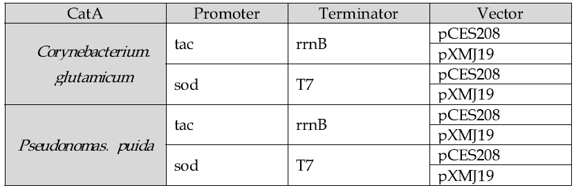 Corynebacterium에서 pXMJ19 벡터와 pCES208벡터에 sod 프로모터와 tac 프로모터를 활용하여 CatA를 발현하기 위한 클로닝