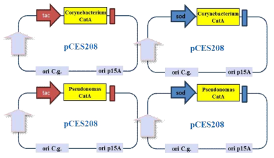 Corynebacterium에서 pCES208벡터에 sod 프로모터와 tac 프로모터를 활용하여 CatA를 발현하기 위한 클로닝