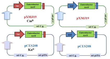 Corynebacterium에서 pXMJ19 벡터와 pCES208벡터에 sod 프로모터와 tac 프로모터를 활용하여 AroY를 발현하기 위한 클로닝