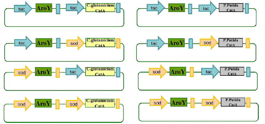 pXMJ19 벡터와 sod 프로모터와 tac 프로모터를 활용하여 AroY, CatA를 함께 발현하기 위한 클로닝 함께 발현하기 위한 클로닝