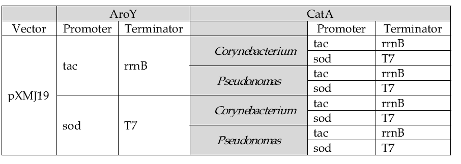 pXMJ19 벡터와 sod 프로모터와 tac 프로모터를 활용하여 AroY, CatA를 함께 발현하기 위한 클로닝