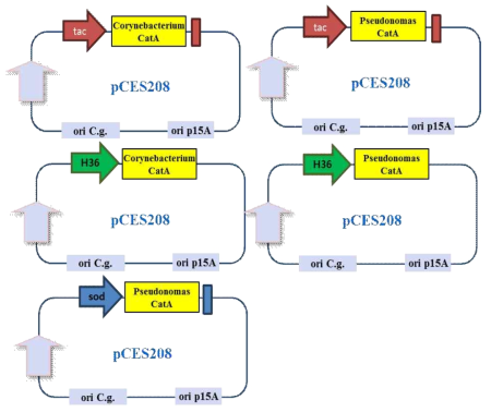 Corynebacterium내에서 CatA의 발현과 반응성을 측정하기 위해 Tac, Sod, H36 promoter를 이용한 pCES208에의 클로닝