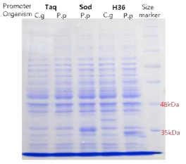 Tac, Sod, H36 promoter로 구축한 발현 벡터로 Corynebacterium에서 발현하는 CatA를 SDS-PAGE 전기영동으로 확인