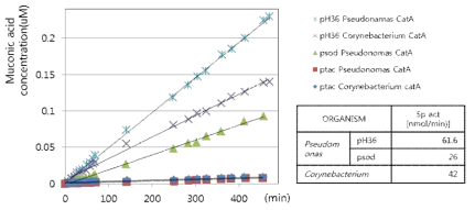CatA를 발현한 Corynebacterium Cell lysate를 이용해 측정한 CatA 반응성, 효소 반응 시 시간에 따라 생성되는 뮤콘산의 농도를 측정