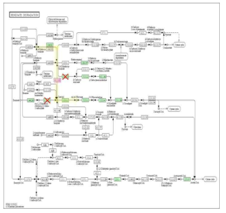 Benzoate degradation 경로