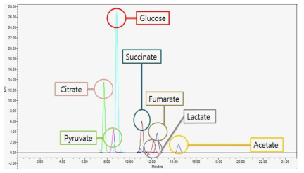 Organic acid HPLC 분석