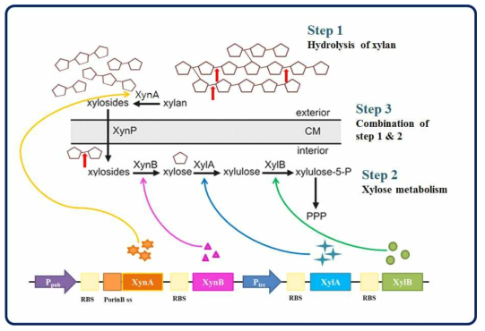 xylan을 분해하여 이용할 수 있는 균주 개량을 위한 전체 시스템 모식도
