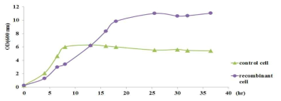 0.4% glucose와 0.4% xylose가 있는 최소배지에서 코리네 박테리움의 생장곡선.