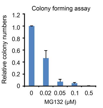 암줄기 세포의 self-renew 능력에 대한 MG132의 영향