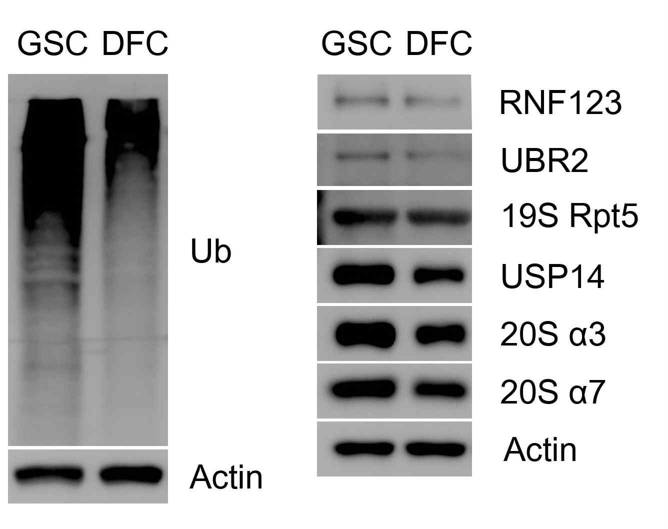 세포내 global ubiquitination level의 측정.