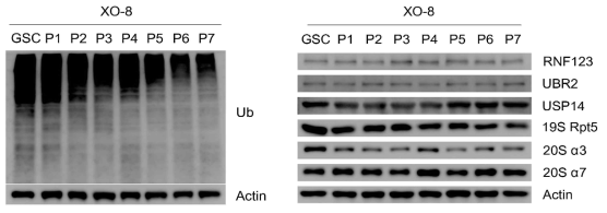 XO8 세포에서의 Global Ubiquitination level의 측정.