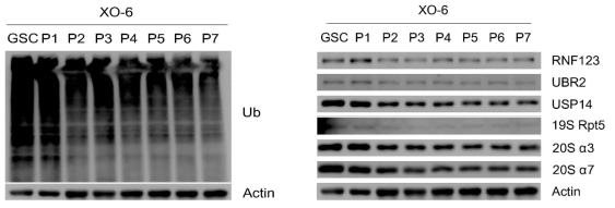 XO6 세포에서의 Global Ubiquitination level의 측정.