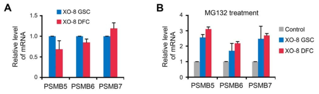 프로테아좀의 구성인자인 PSMB5, PSMB6, PSMB7의 발현 양상을 보기 위한 Semi-quantitative RT-PCR analyses