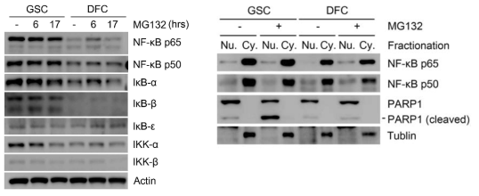 뇌암 줄기세포와 분화세포 간의 NF-κB의 활성을 조사하기 위한 immunoblotting assay