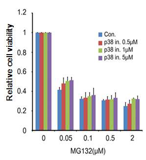p38의 저해제(SB203580)는 MG132의 줄기세포 특이적 독성에 영향 을 끼치지 않음.