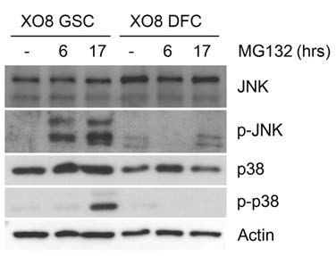 세포사멸 pathways중 p38와 JNK pathway가 프로테아좀 억제제 처 리에 의해서 줄기세포 특이적으로 활성 화 됨.