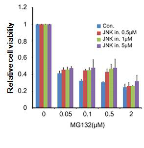 JNK의 저해제(SP600129)는 MG132의 줄기세포 특이적 독성을 억제하는 효과를 나타냄.