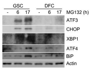 XO8 줄기세포(GSC)와 분화 세포(DFC)를 MG132 처리한 후 그 추출물을 이용하여, ER-stress 반응 관련 단백질의 발현 양상을 분석함