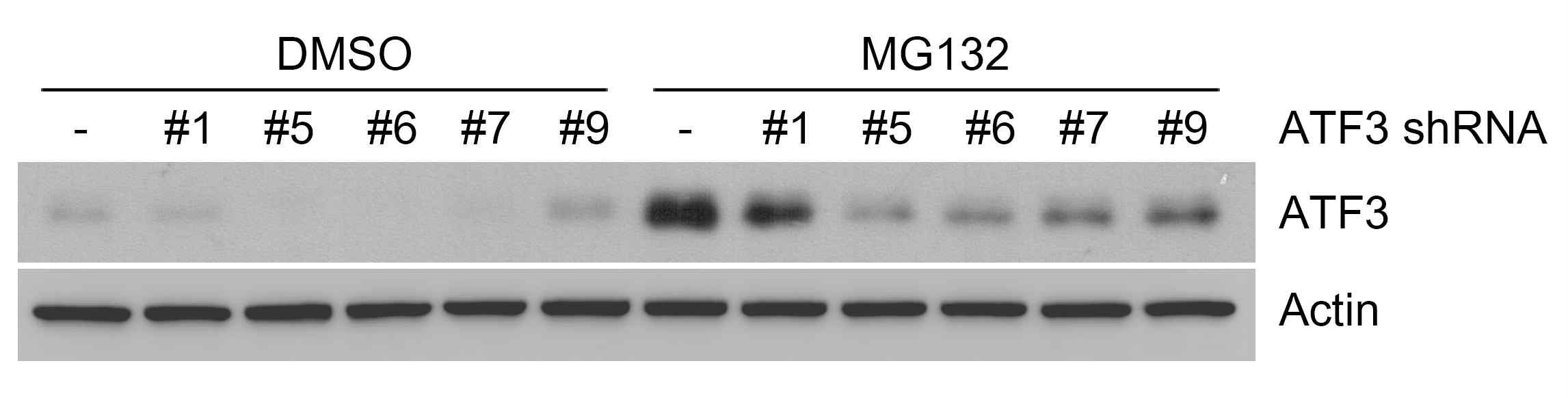 HEK293 세포에 여러 종류의 ATF3 shRNA를 처리한 후 ATF3의 발현 양상을 측정함으로써, #1이 미 미한 효과를 보이고, #5와 #6 shRNA가 효과적으로 ATF3의 발현을 억제함을 밝힘.