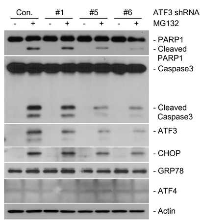 #1, 5, 6 ATF3 shRNA를 이용 한 lentivirus-mediated knockdown 실험을 통하여, ATF3의 발현이 저하될 경우, 프로 테아좀 억제제의 줄기 세포 특이적 세포사 멸 유도가 억제됨을 밝혀냄.