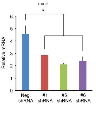 shRNA를 이용한 ATF3 유전자의 발현을 억제한 세포에서, NOXA 유전자의 발현 양상을 Realtime-PCR로 측정함