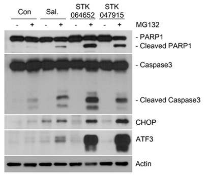 UPR-관련 세포사멸 pathway의 저해제 인 Salubrinal, SKT064652, SKT047915를 MG132와 함께 처리할 경우, 줄게세포 특이적 세 포사멸이 줄어들지 않음