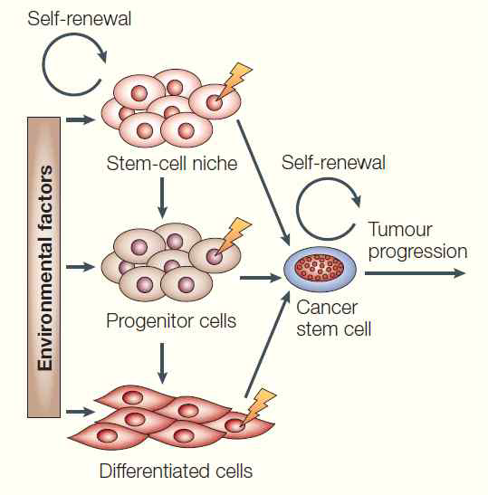 암줄기세포의 생성