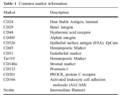 암줄기세포 특이 마커