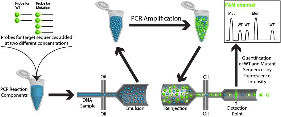 ddPCR 기법의 모식도