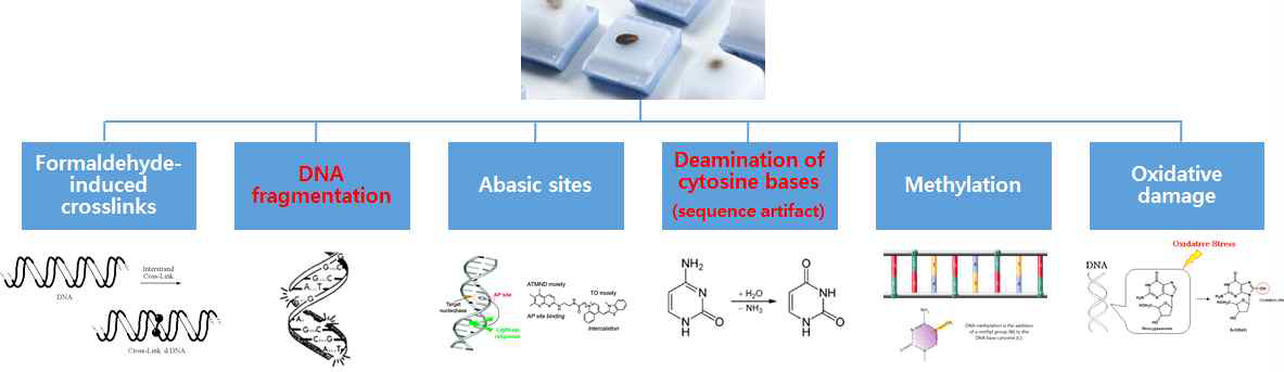FFPE 검체의 DNA damage와 modification