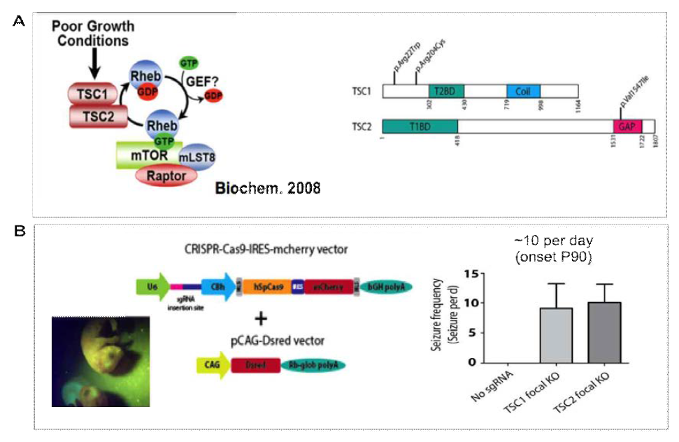 mTOR mutation negative FCD 환자에서 TSC1, TSC2 뇌 체성 유전변 이가 있음을 확인하고 이를 CRISPR genome editing을 이용한 마우스 모델에서 인과관계를 증명함