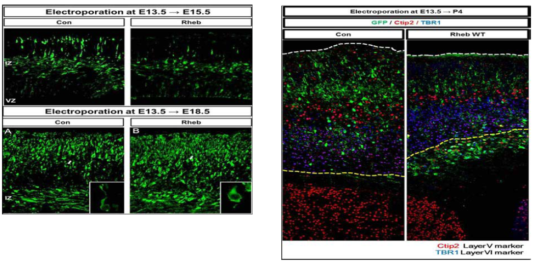 E13.5시기에 대조군 및 Rheb 유전자를 발현후 E15.5에 확인 E13.5 시기에 대조군 및 Rheb 유전자를 발현 후 P4에 확인.