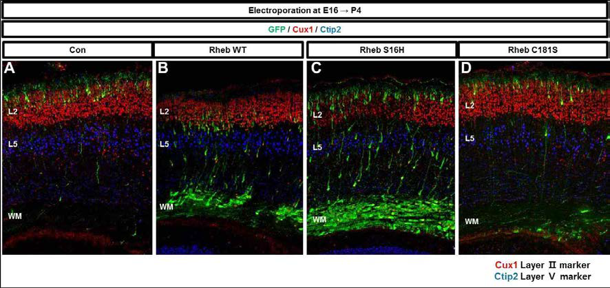 E16 시기에 Rheb 및 돌연변이 유전자를 발현 후 P4에 확인
